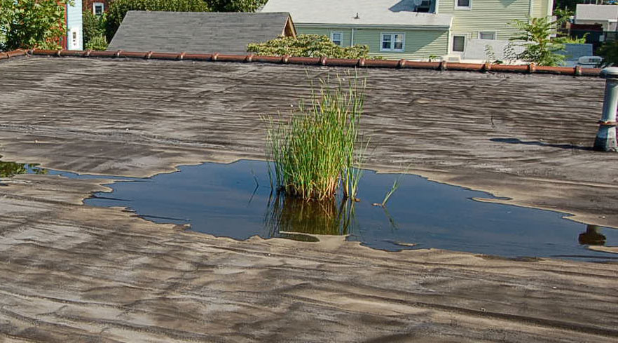 Roof ponding area so severe that grass is growing in the standing water